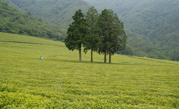 山坡上美丽的绿茶种植园景观。图片下载