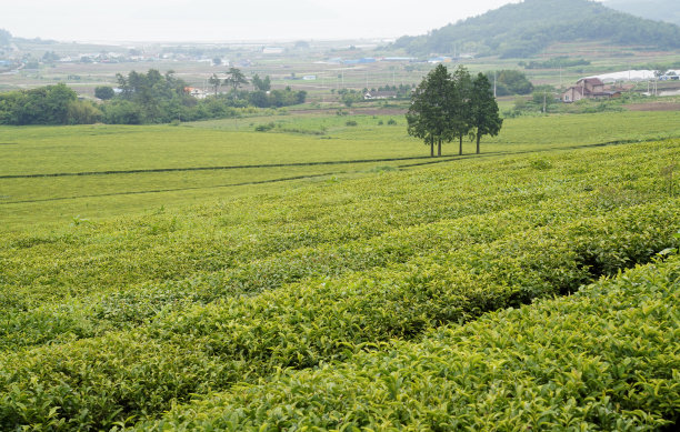 山坡上美丽的绿茶种植园景观。图片下载