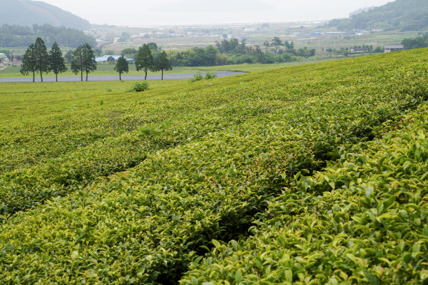 山坡上美丽的绿茶种植园景观。图片下载