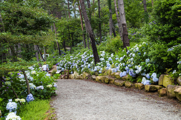 美丽的绣球花花园。图片下载