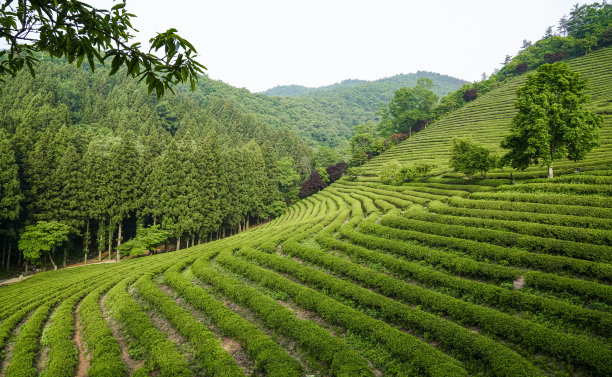 山坡上美丽的绿茶种植园景观。图片下载