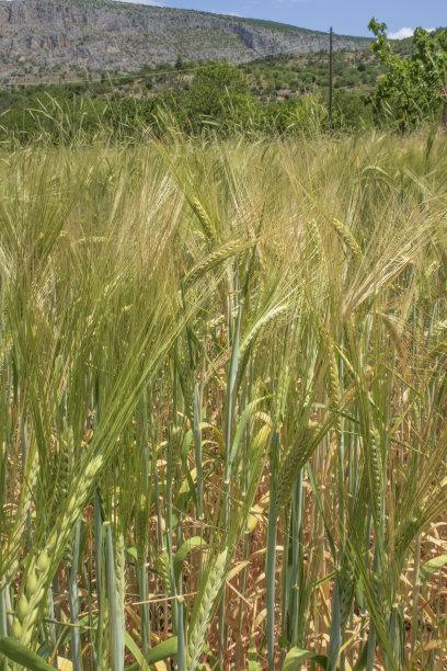 有机农业。田间种植小麦、黑麦和穗粒图片下载
