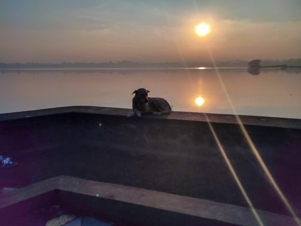 印度街头狗或aspin品种狗坐在挡土墙附近的湖，照片在清晨的阳光反射在湖面上，印度马哈拉施特拉邦。图片下载