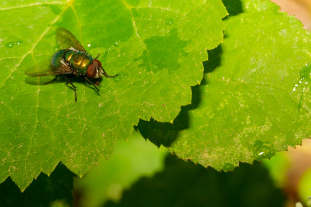 黑眼睛的黑苍蝇栖息在一片绿叶上。有翅膀的昆虫。苍蝇的微距照片。图片下载