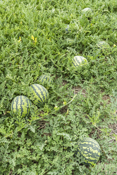 农田里西瓜的特写图片下载