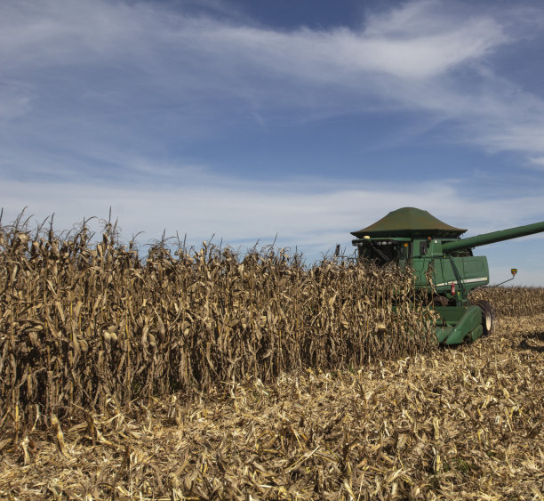 在田间收获玉米的联合收割机图片下载
