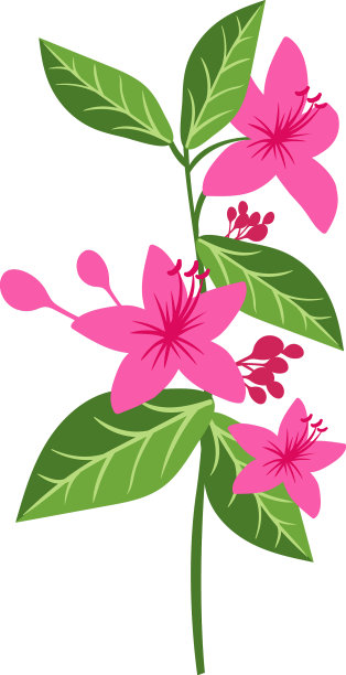 开花的热带植物，有粉红色的花图片下载