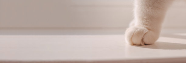 关于宠物，猫护理的横幅。一只白猫的爪子在一个明亮的背景特写。动物商品广告横幅的概念。极简主义。图片为横幅，地方为文本图片下载
