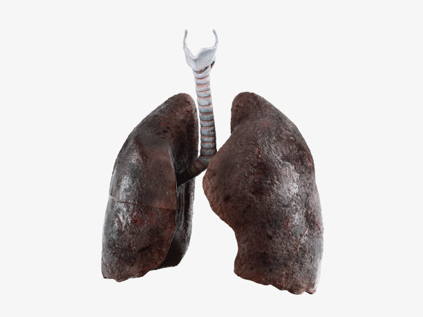 吸烟者的肺隔离在白色图片下载