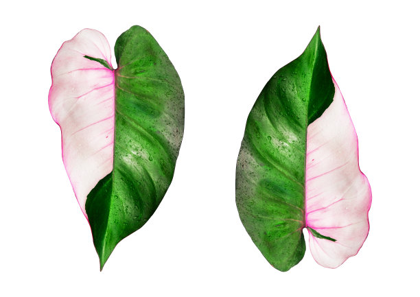 白底粉红公主叶。图片下载