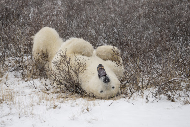 北极熊躺在苔原上的灌木丛中打哈欠图片下载