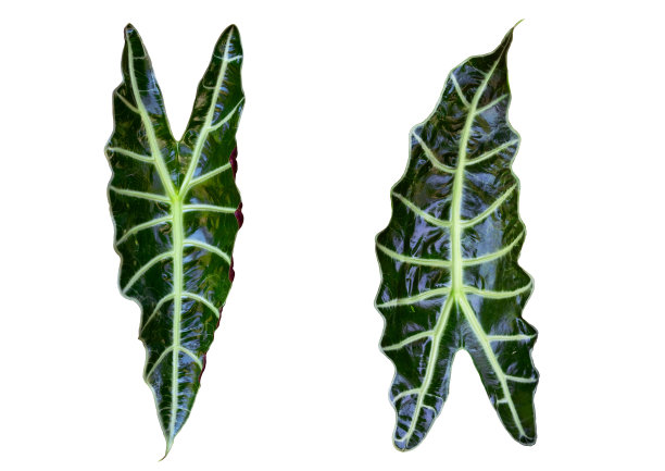 白底野芋叶。图片下载