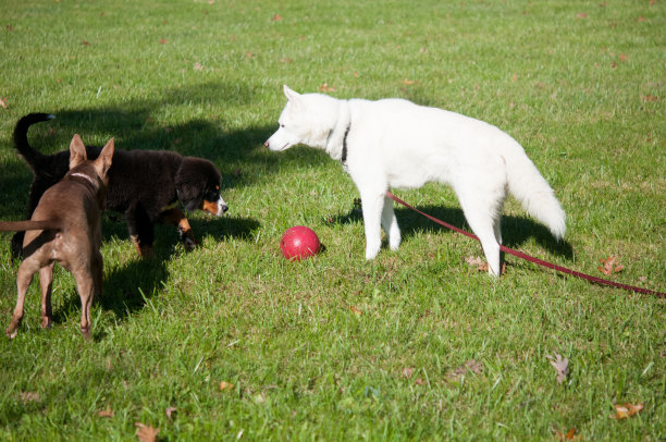 三只狗一起在院子里图片下载