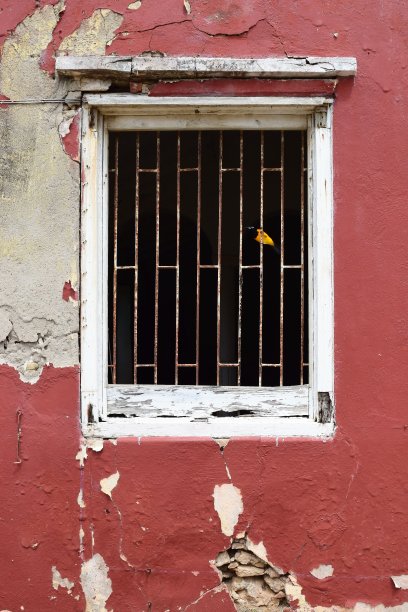 窗户前的防护栏锈蚀风化，上面有亮黄色的对顶鸟图片下载