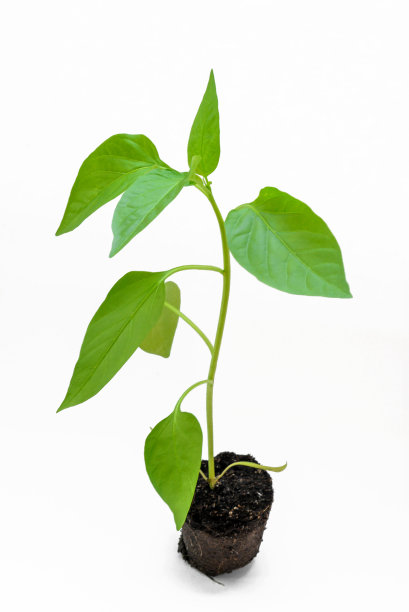 辣椒幼苗与根和地面上的白色背景特写图片下载