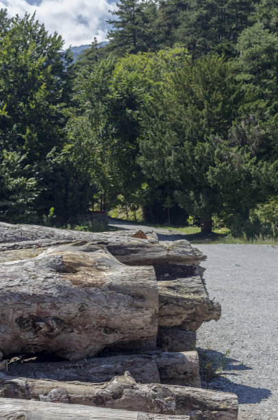 山里的卫生森林砍伐图片下载