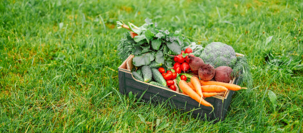 新鲜蔬菜，萝卜，西红柿，胡萝卜，甜菜根在绿色的盒子在草地上的农场。健康有机食品，农业。新鲜的一些收获。图片下载