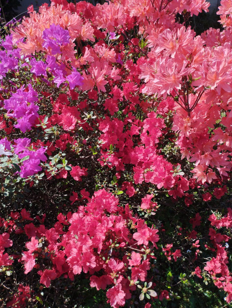 杜鹃花(杜鹃花ponticaeen)图片下载