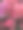杜鹃花(杜鹃花ponticaeen)图片下载