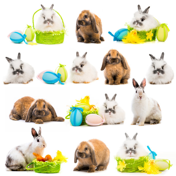 篮子里有兔子和复活节彩蛋图片下载