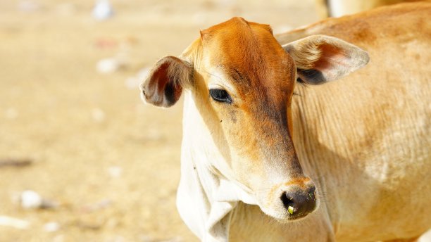 一只悲伤的饥饿的奶牛在寻找食物图片下载