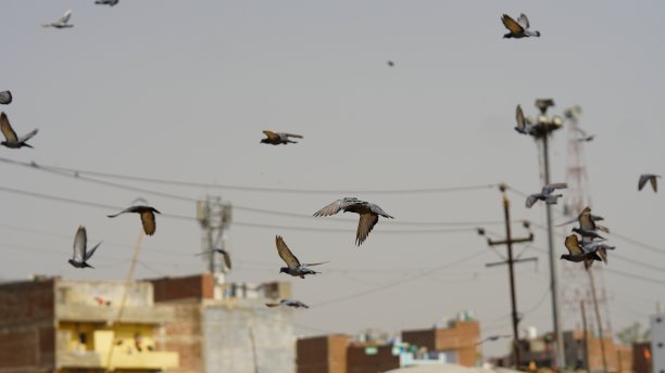 鸽子在公园高清图像图片下载