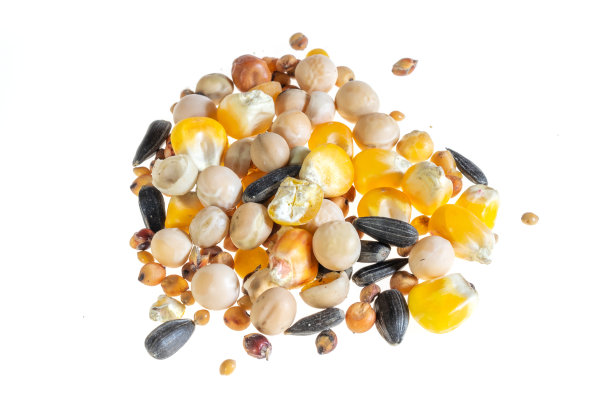 鸽子杂粮:鸽子在孤立的白色背景上的杂粮混合物图片下载