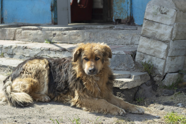 狗躺下了。狗休息。老狗在街上。图片下载