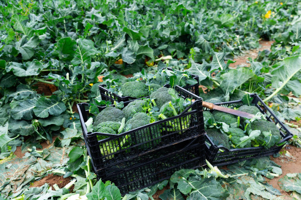 塑料箱里的西兰花在农田里图片下载