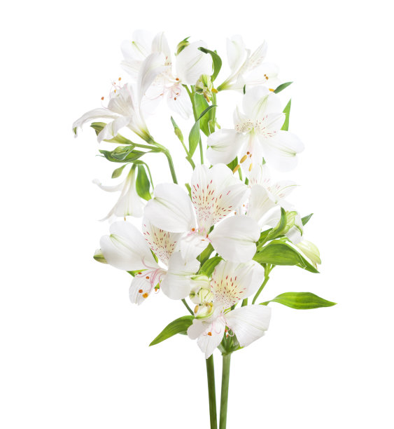 白色桤木花孤立在白色背景。有选择性的重点。图片下载