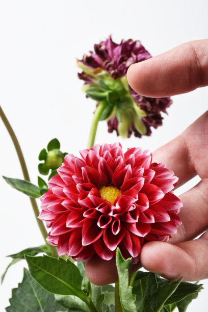 大丽花图片下载