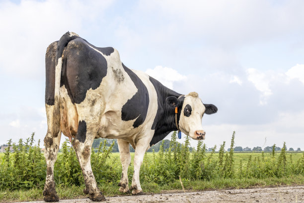 夏天的一条挤奶路上，奶牛经过，看上去很暴躁，腿上和乳房上都是粪便，头向后转图片下载