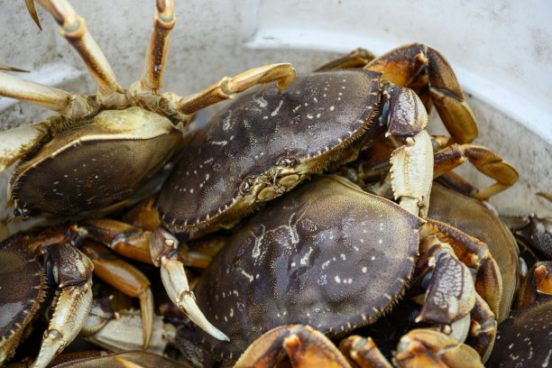 卸货鲜活的珍宝蟹图片下载