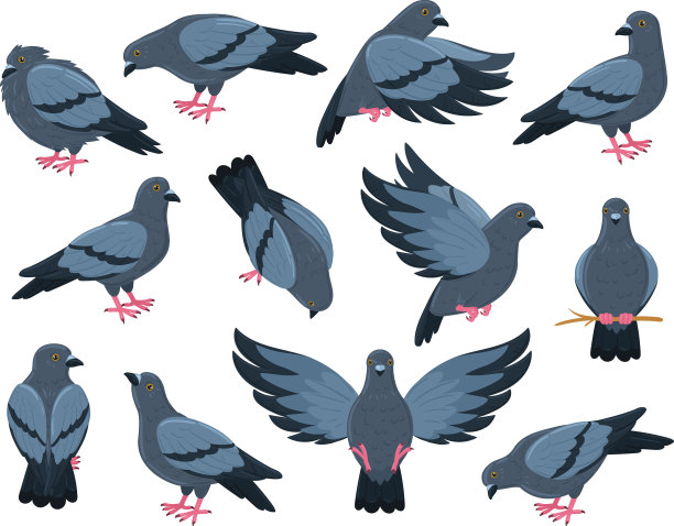 卡通摇滚鸽子鸟城市鸽子鸟飞翔图片下载