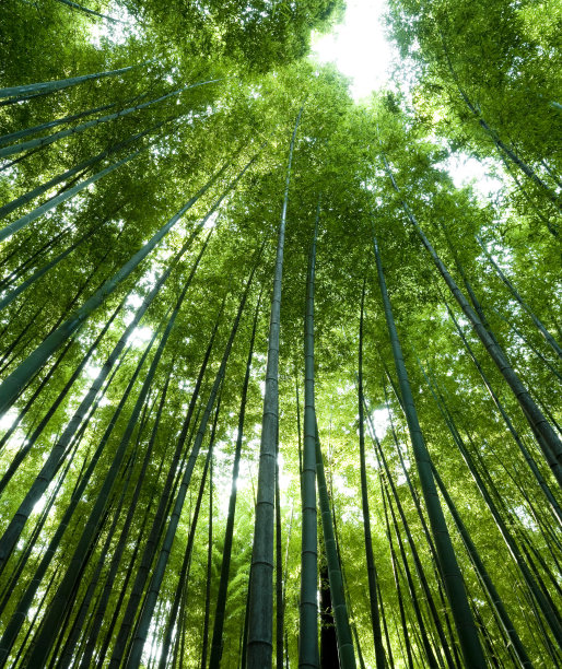 竹林图片下载