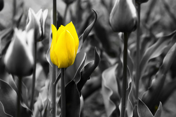 一个不同的棋盘游戏棋子。个性，独立，领导和独特的概念。从人群中脱颖而出。跳出思维定势。敢于与众不同。图片下载