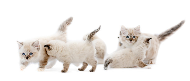 布娃娃小猫孤立在白色背景图片下载