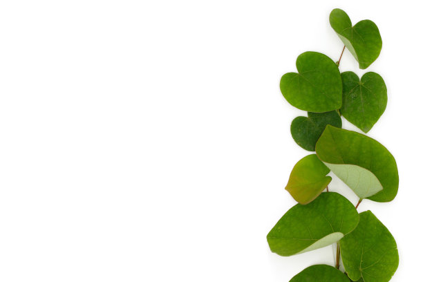 夏天多汁的绿叶在白色背景与拷贝空间，平铺，俯视图图片下载
