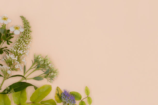 俯视图，明亮的绿色植物和花朵在彩色的背景与拷贝空间，平面布局图片下载