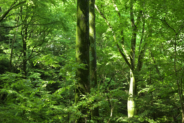 新长出绿叶的高尾山树木，日本东京(2022年5月)图片下载