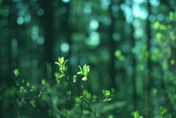 新长出绿叶的高尾山树木，日本东京(2022年5月)图片下载