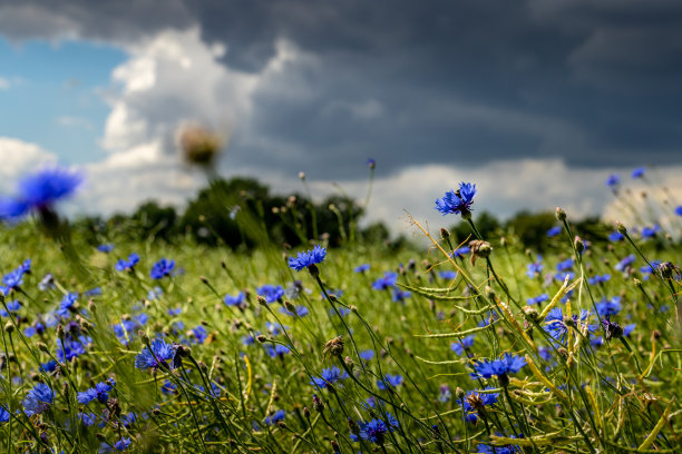 田野里的野花图片下载