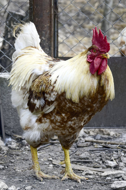 公鸡在农场，家禽养殖。公鸡靠近，喔喔喔。不是自由放养的鸡被关在笼子里。图片下载