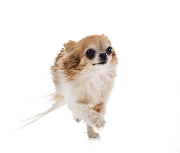 吉娃娃在工作室图片下载