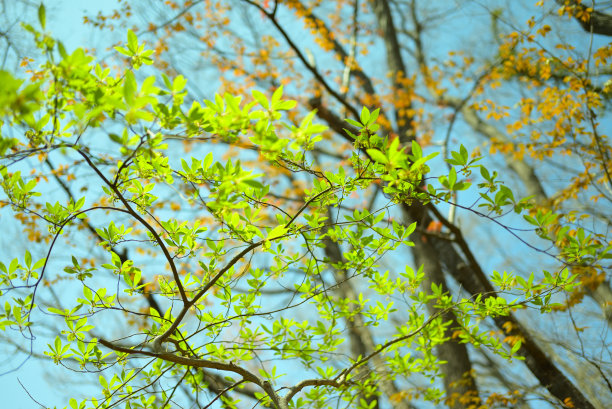 新长出绿叶的高尾山树木，日本东京(2022年5月)图片下载