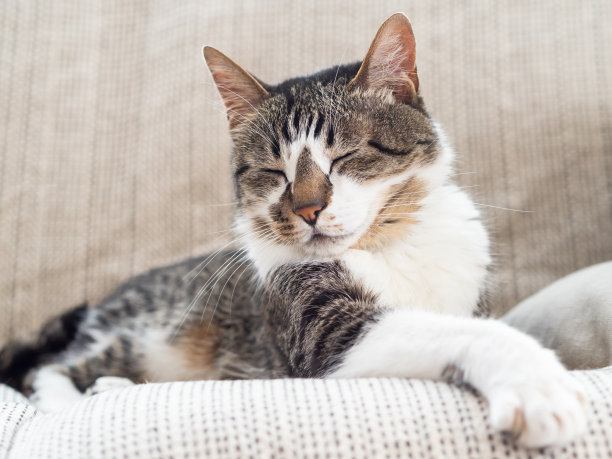 猫睡在沙发上图片下载