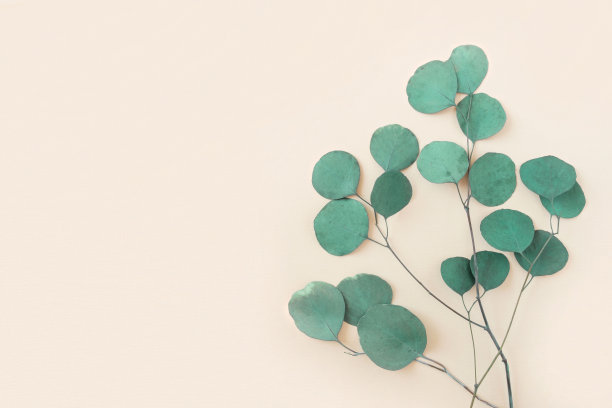 米色背景上的桉树枝。文本。绿色的桉树叶子孤立在中性色。植物的布局。水平横幅模型。尤加利甘尼银滴。平铺俯视图图片下载