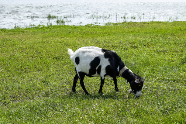 山羊在河边的牧场上吃草。养牛、饲养动物、务农。特写镜头。有选择性的重点。副本的空间。图片下载