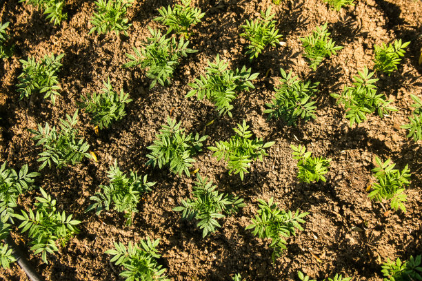 田野里的一排绿色植物被称为“目标植物”图片下载