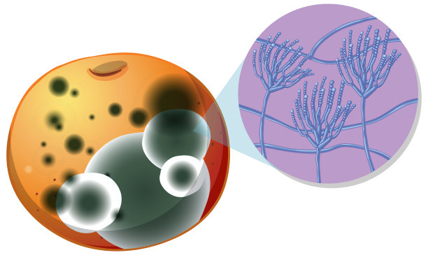不能食用的发霉腐烂的苹果图片下载
